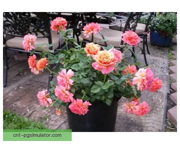 排球初学者必知的技巧与注意事项